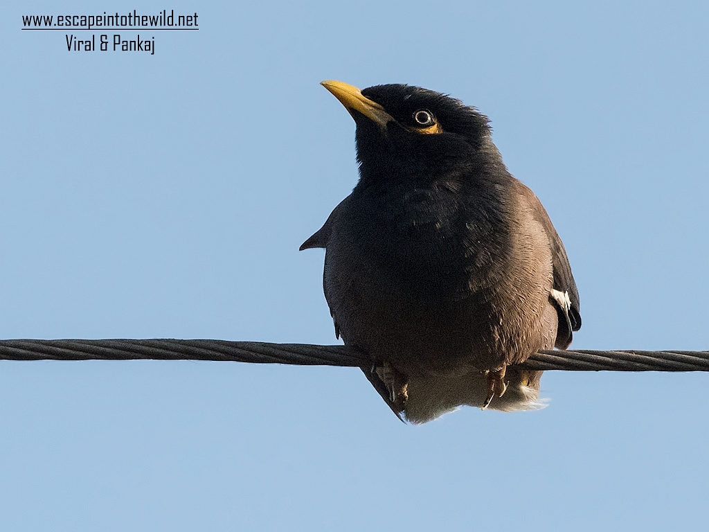 Common Myna
